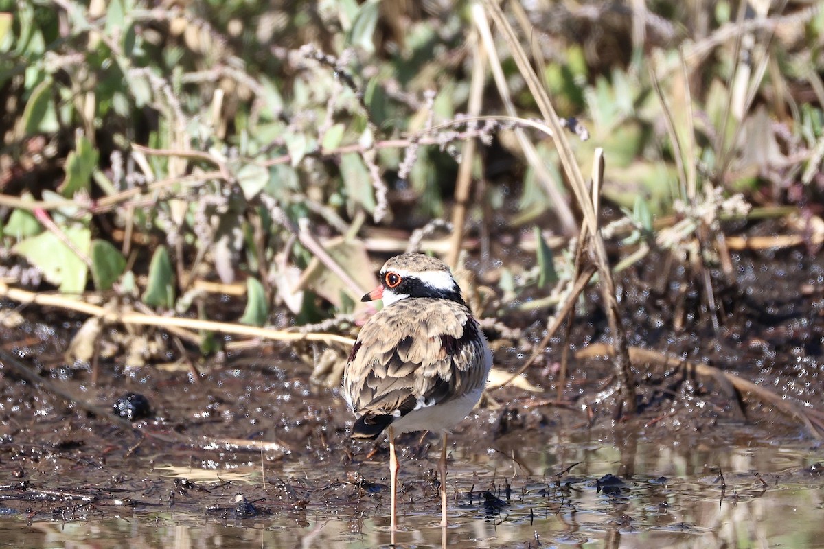 Black-fronted Dotterel - ML636530422
