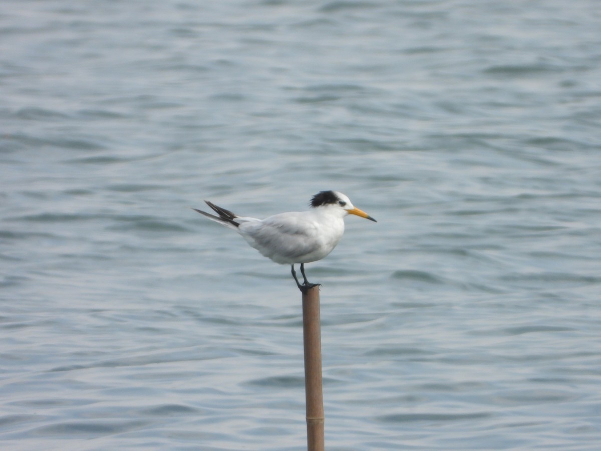 黑嘴端鳳頭燕鷗 - ML636530471