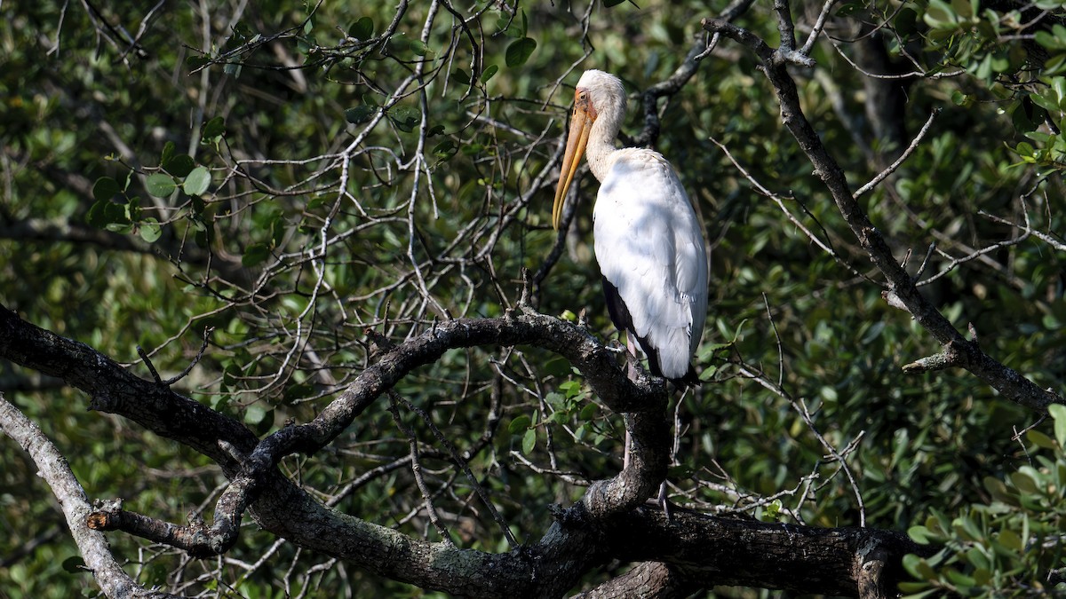Milky Stork - ML636530519