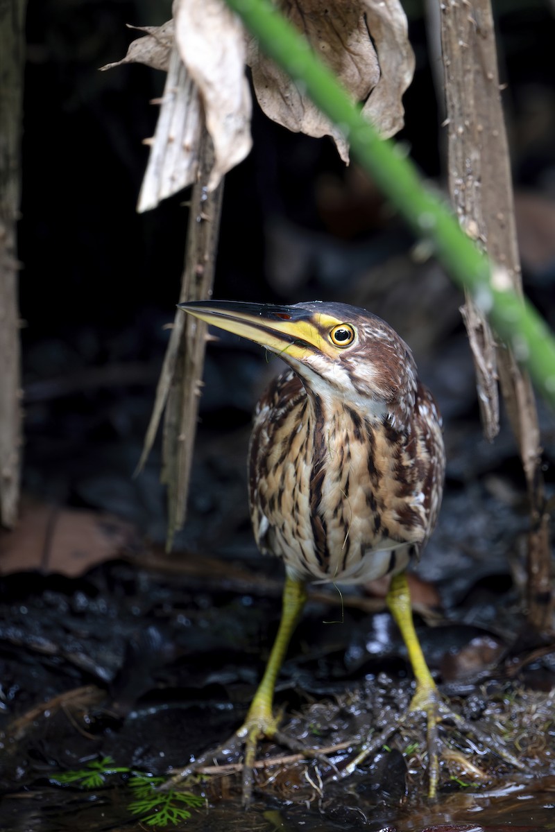 Schrenck's Bittern - ML636530524