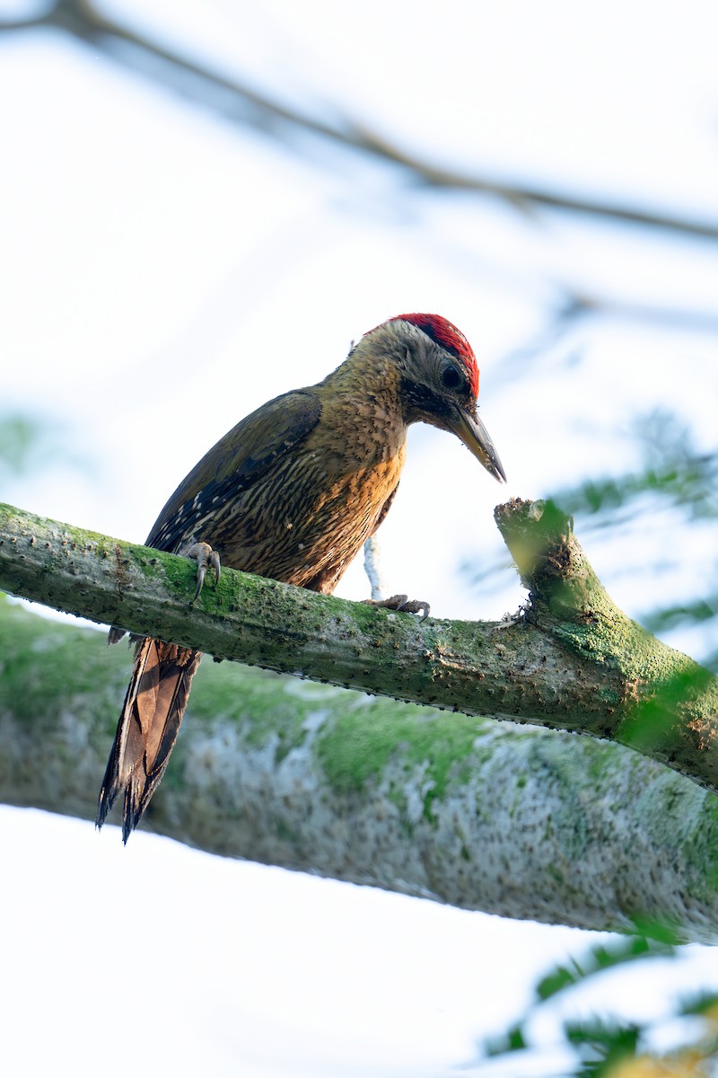Laced Woodpecker - ML636530546