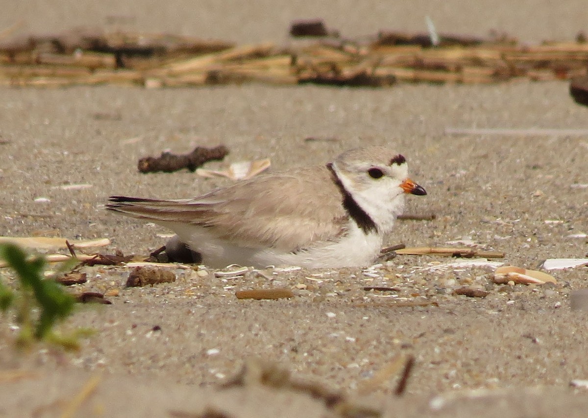 Piping Plover - ML636530569