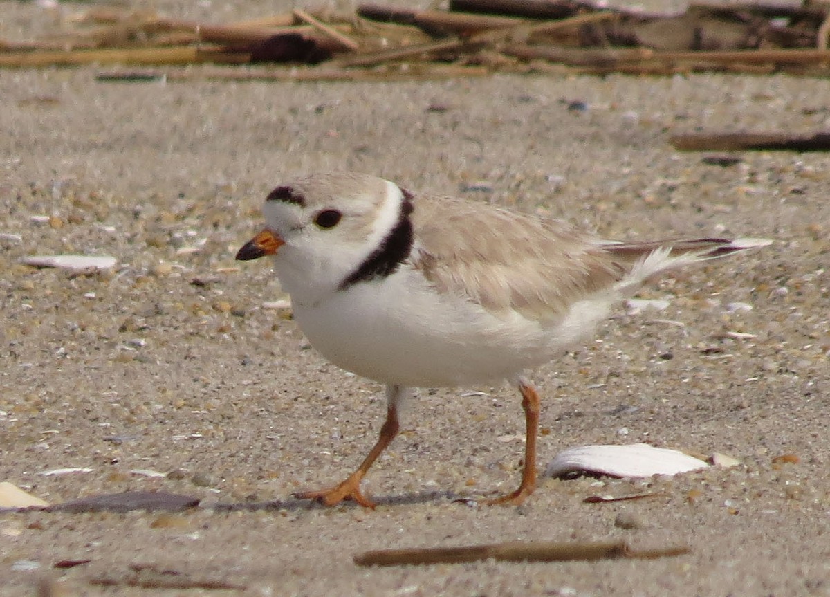 Piping Plover - ML636530571