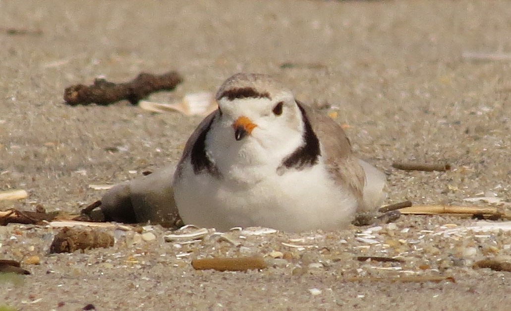 Piping Plover - ML636530572