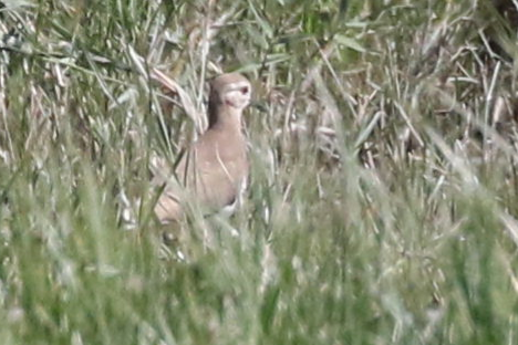 White-tailed Lapwing - ML636530588