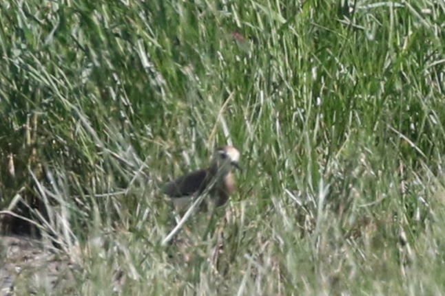 White-tailed Lapwing - ML636530589