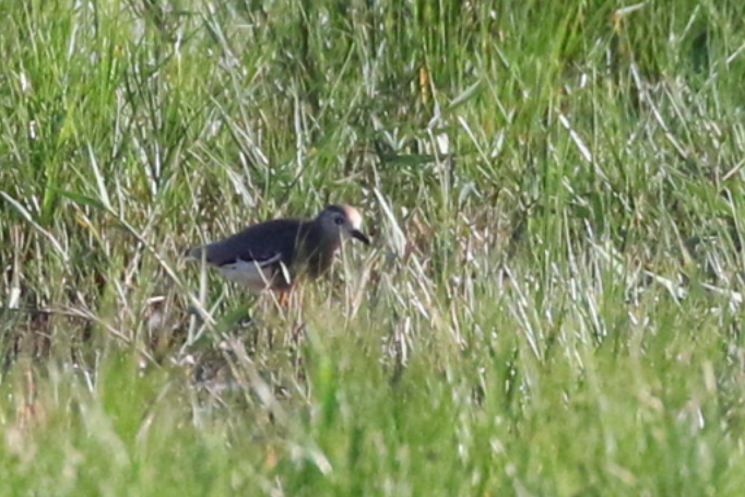 White-tailed Lapwing - ML636530590
