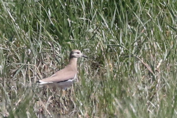 White-tailed Lapwing - ML636530591