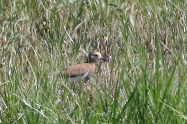 White-tailed Lapwing - ML636530592