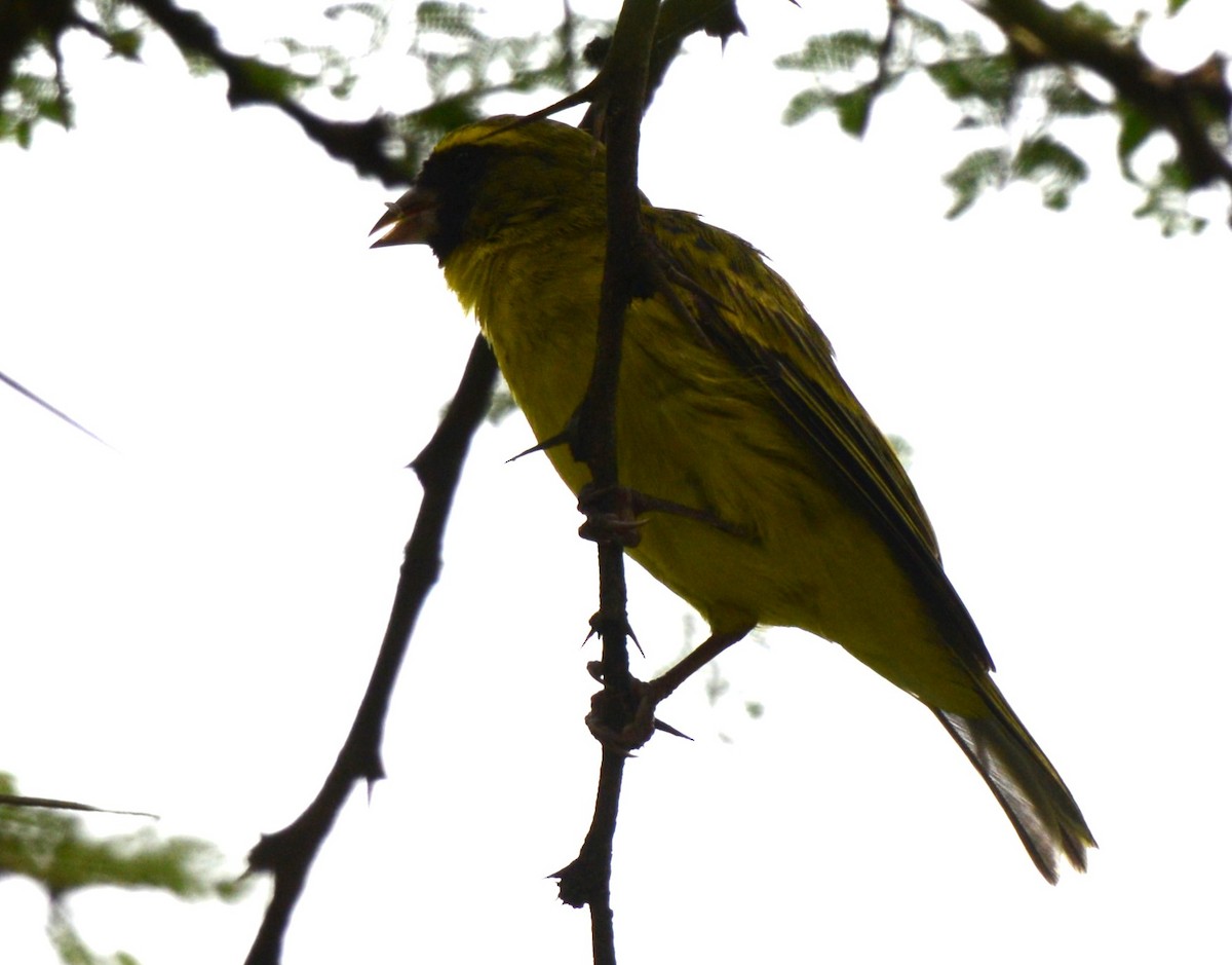 African Citril - ML636530634