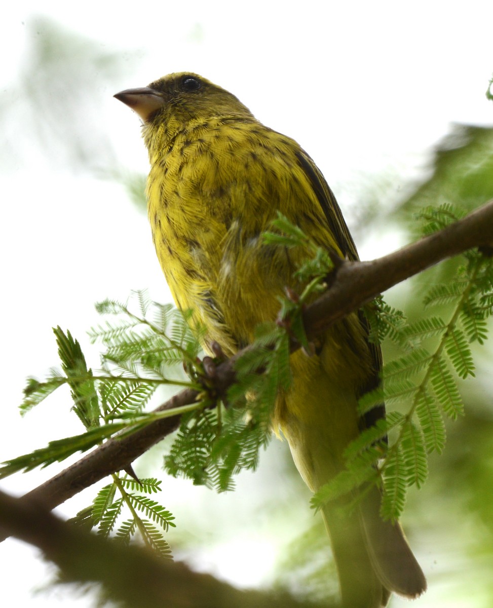 African Citril - ML636530635