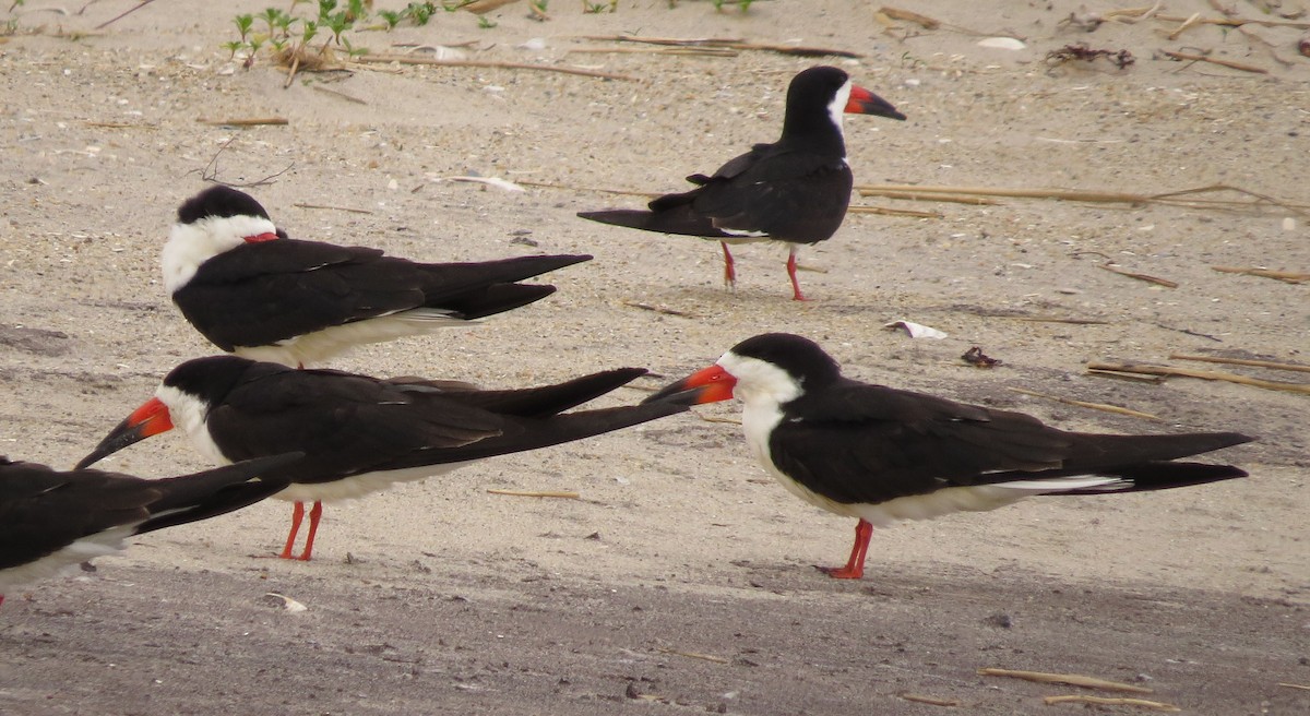 Black Skimmer - ML636530639