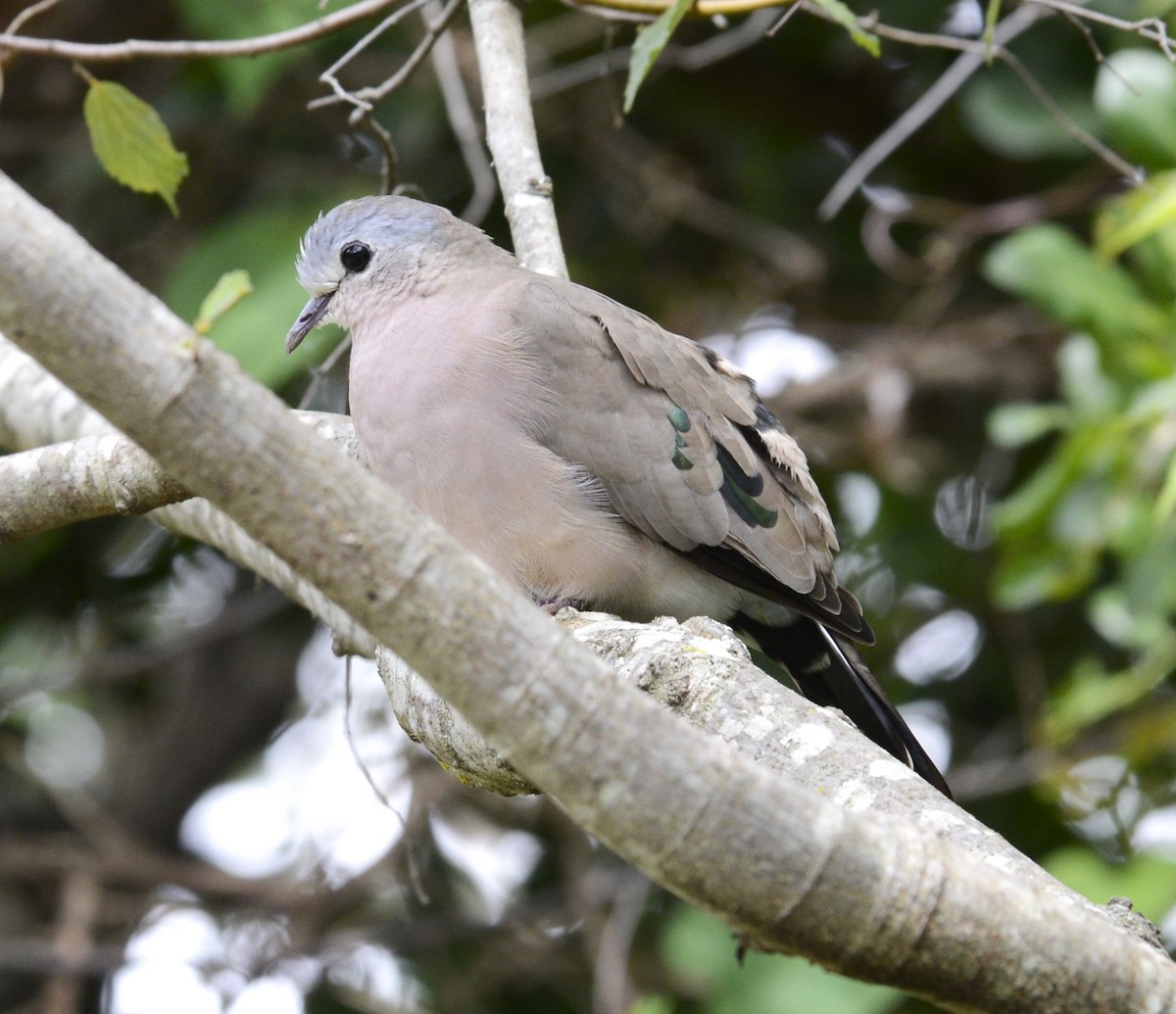 Emerald-spotted Wood-Dove - ML636530649