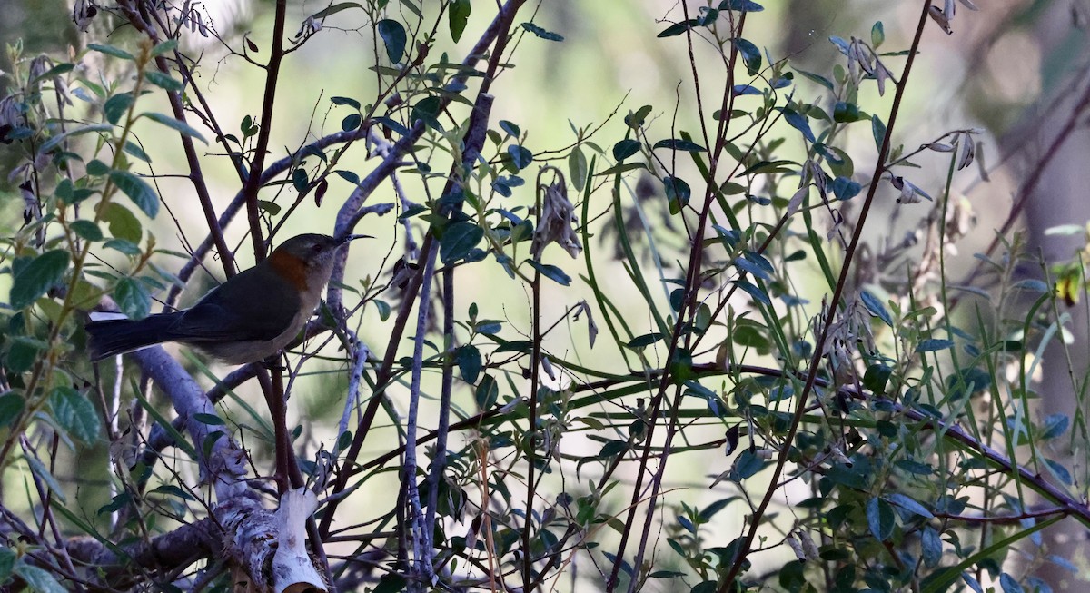 Western Spinebill - ML636530656