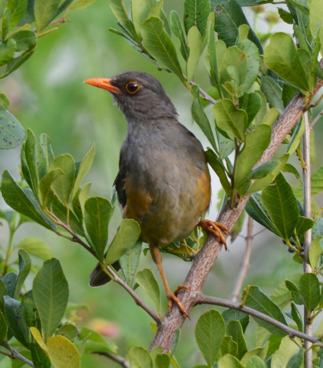 Abyssinian Thrush - ML636530670