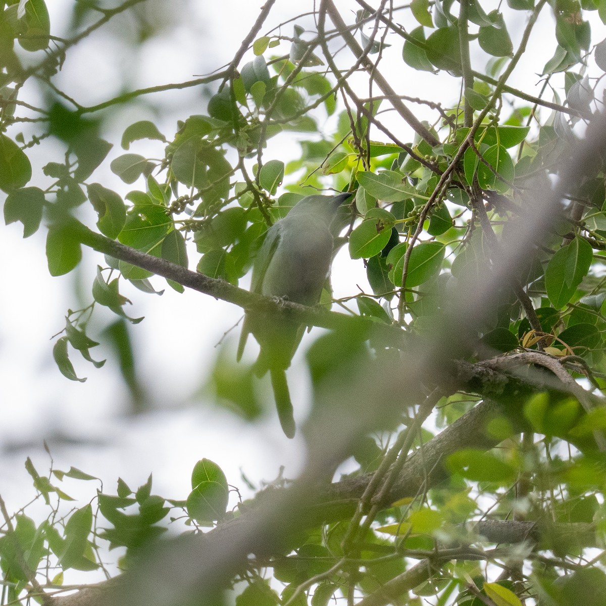 Wallacean Cuckooshrike (Timor) - ML636530799