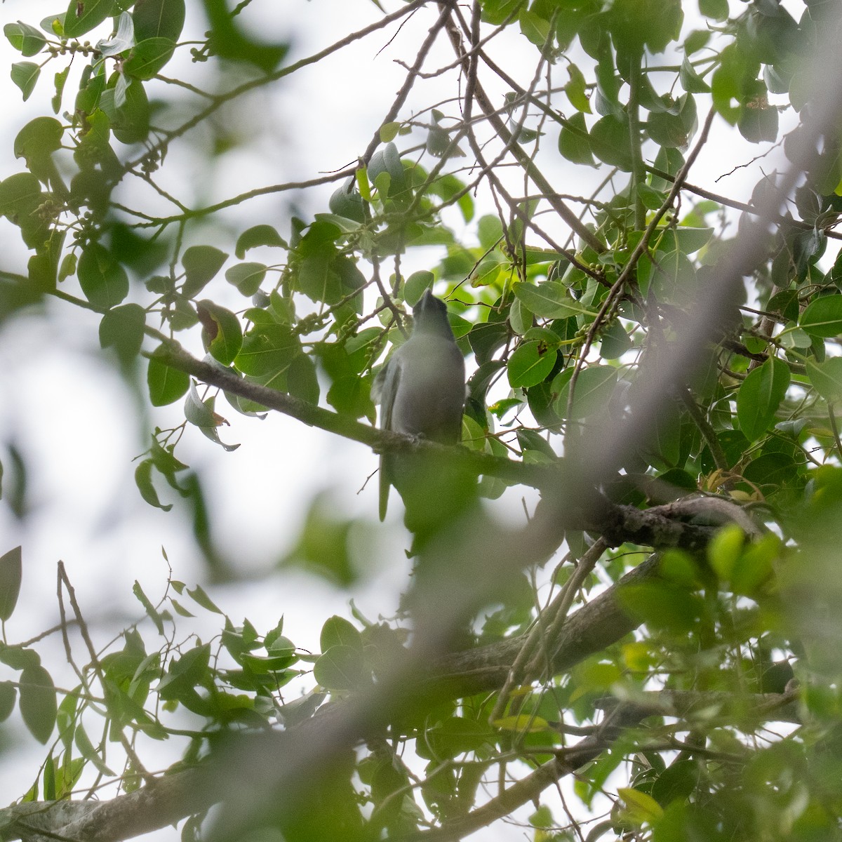 Wallacean Cuckooshrike (Timor) - ML636530800