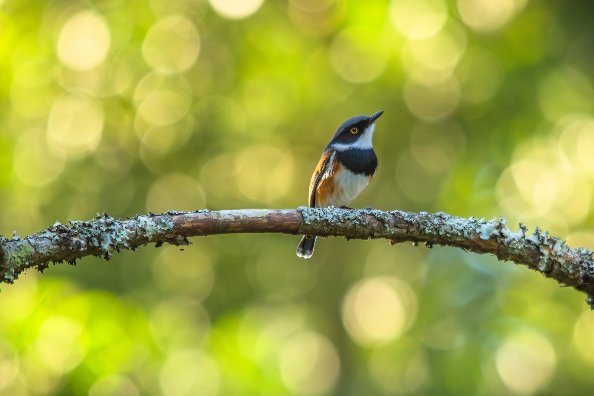 Cape Batis - ML636530958