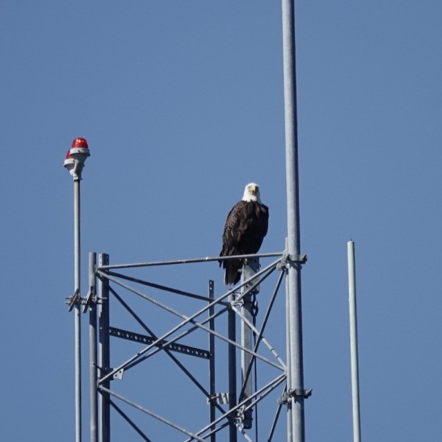 Bald Eagle - ML636531074