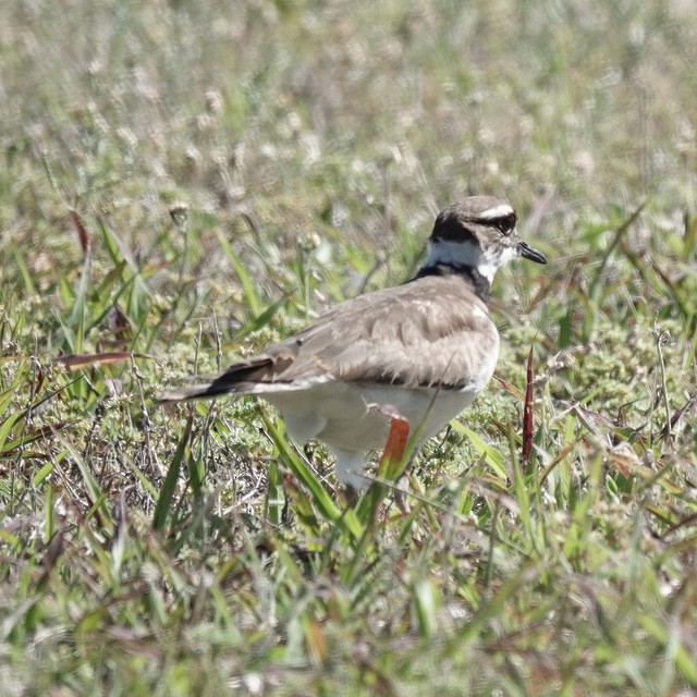 Killdeer - ML636531076