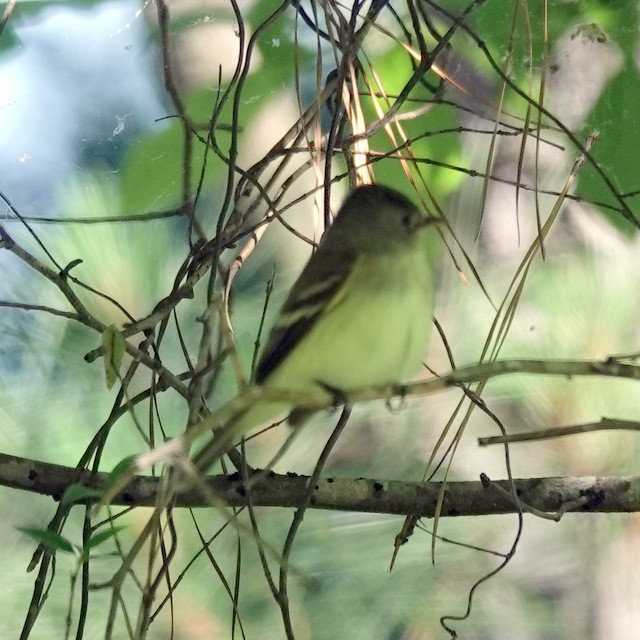 Acadian Flycatcher - ML636531079