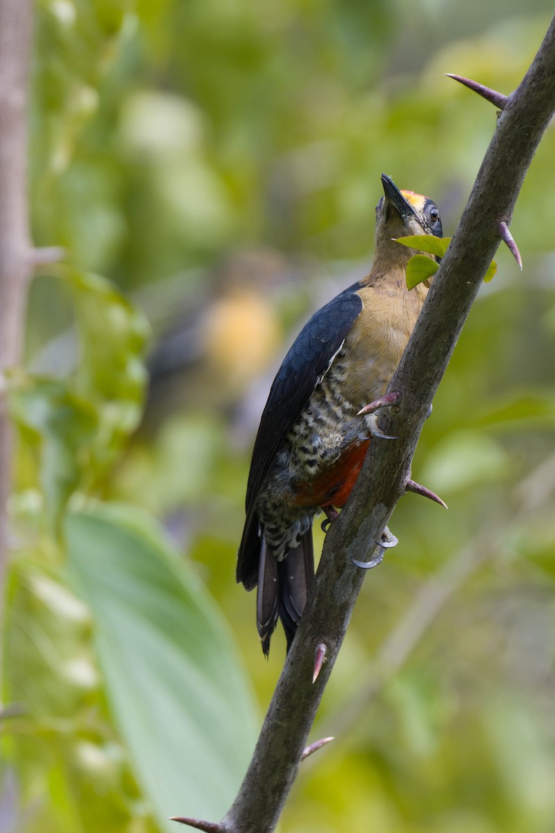 Golden-naped Woodpecker - ML636531088