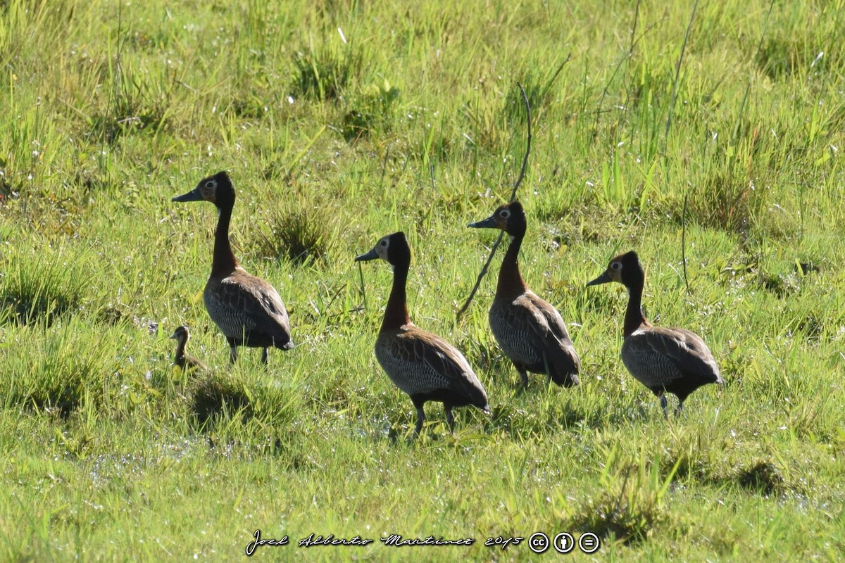 White-faced Whistling-Duck - ML63653111