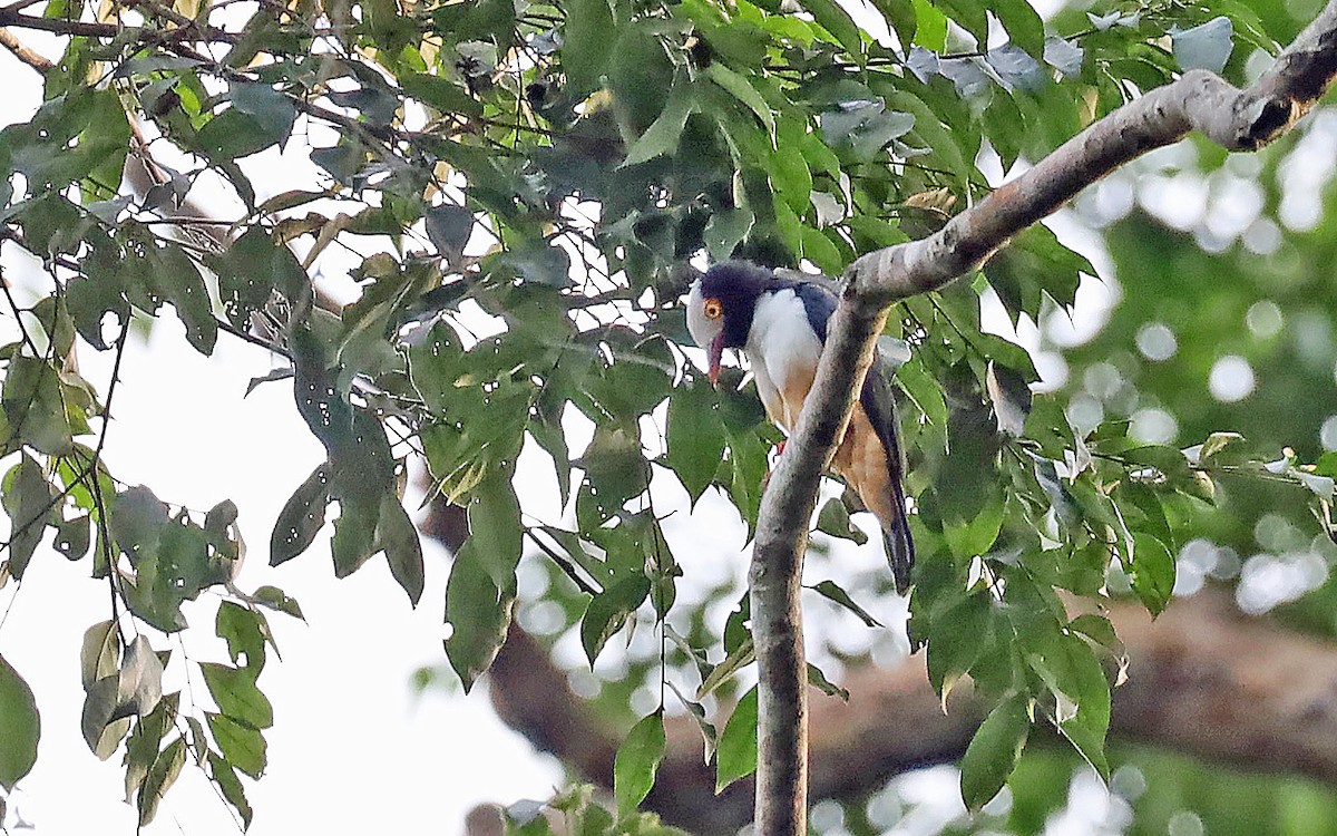 Red-billed Helmetshrike - ML636531110