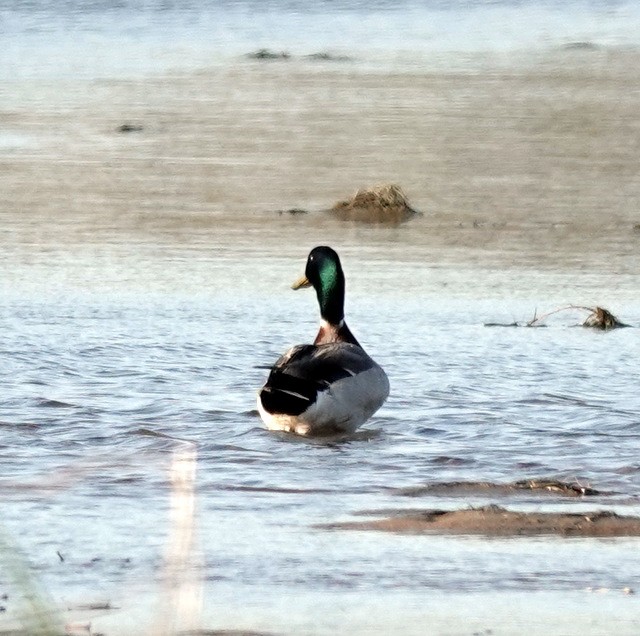 Mallard - ML636531116