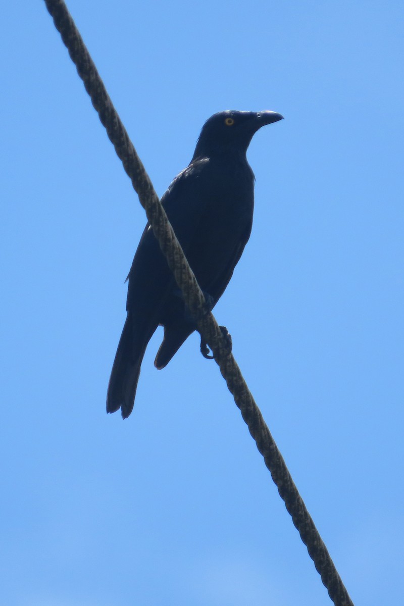 Micronesian Starling - ML636531120