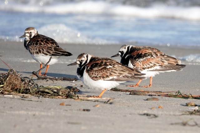 Ruddy Turnstone - ML636531121