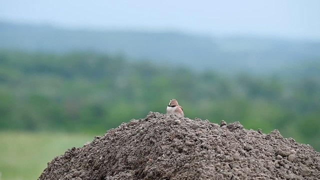 Horned Lark - ML636531123