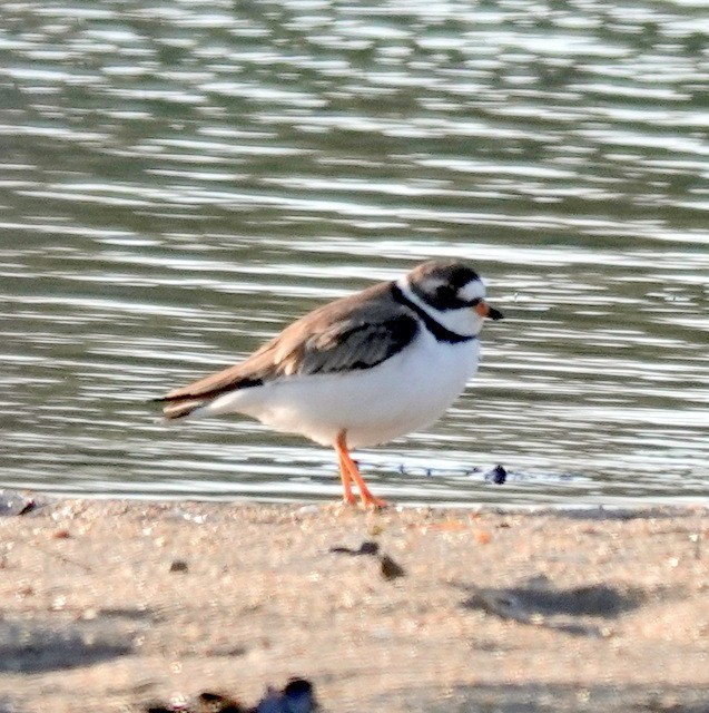 Semipalmated Plover - ML636531140