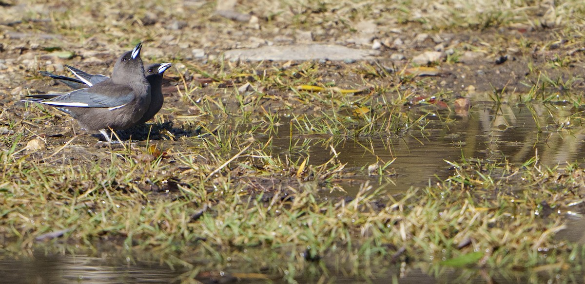 ウスズミモリツバメ - ML636531163
