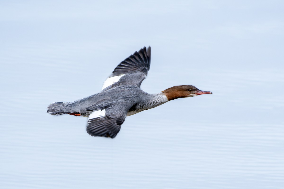 Red-breasted Merganser - ML636531197