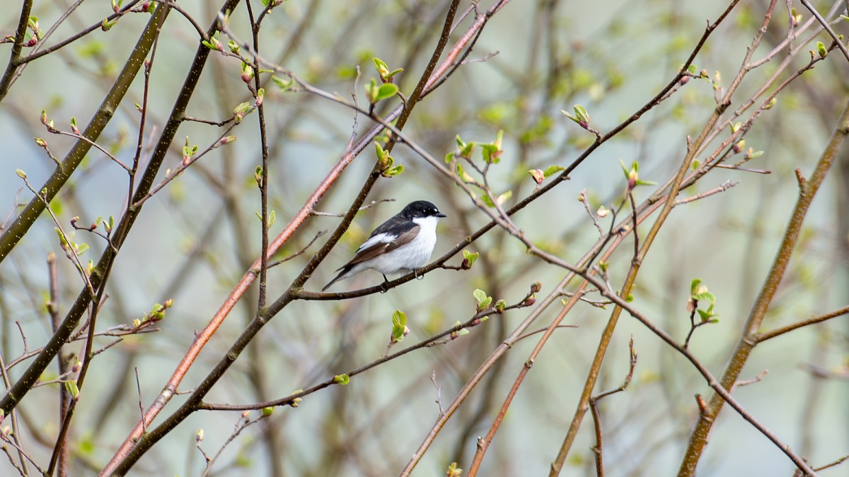 European Pied Flycatcher - ML636531205
