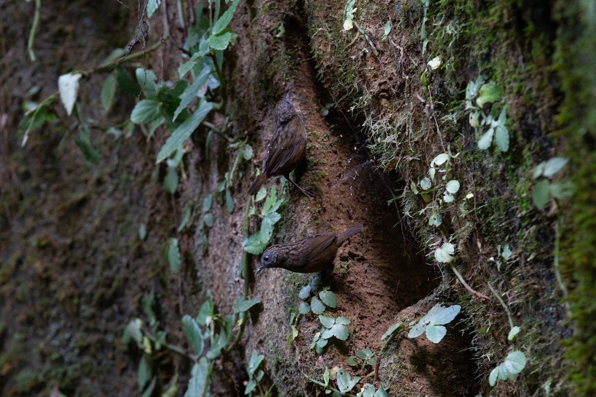 Streaked Wren-Babbler - ML636531207