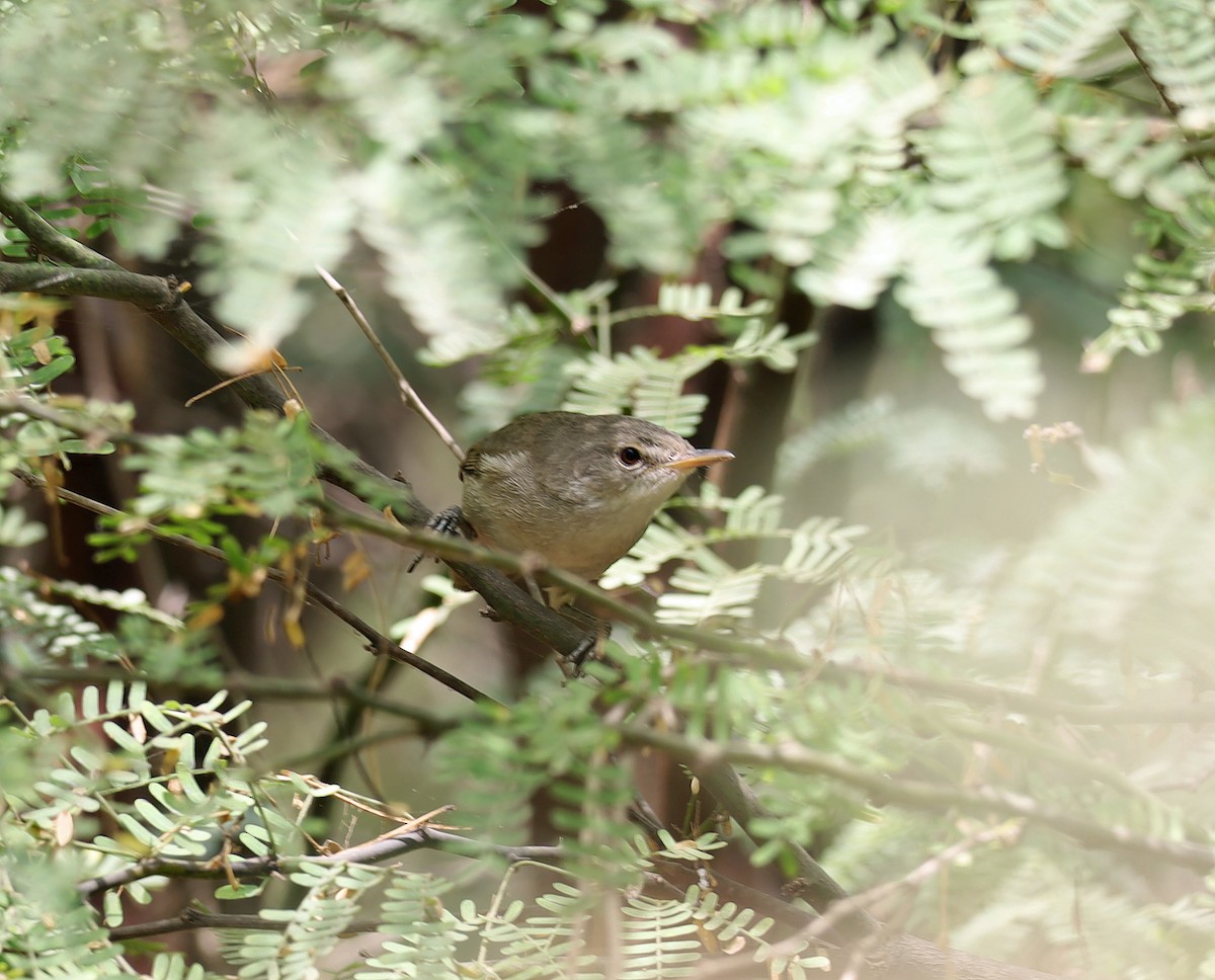 Cape Verde Swamp Warbler - ML636531227