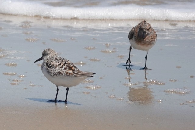 Sanderling - ML636531251