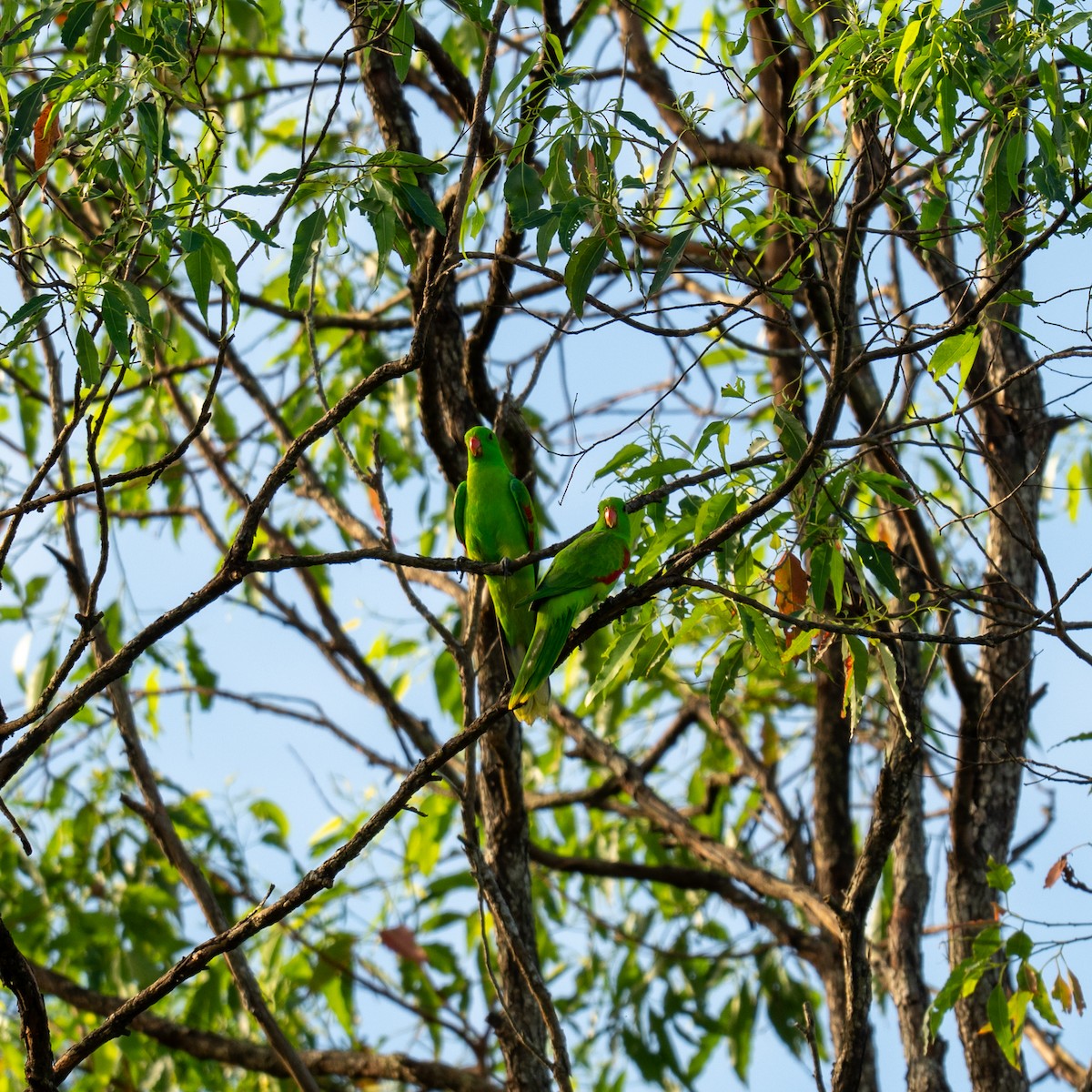 Olive-shouldered Parrot - ML636531253