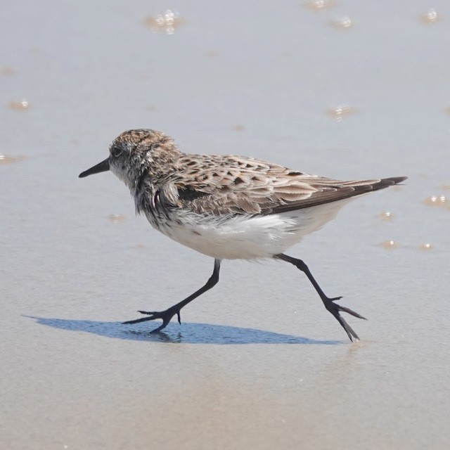 Semipalmated Sandpiper - ML636531257