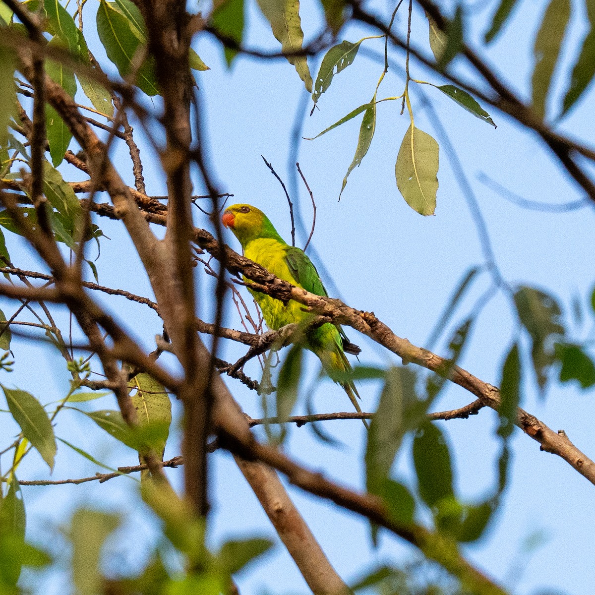 Olive-headed Lorikeet - ML636531318