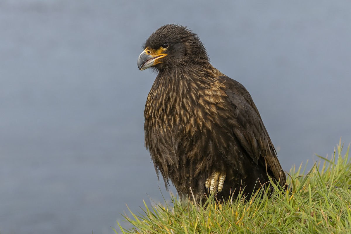 Striated Caracara - ML636531355