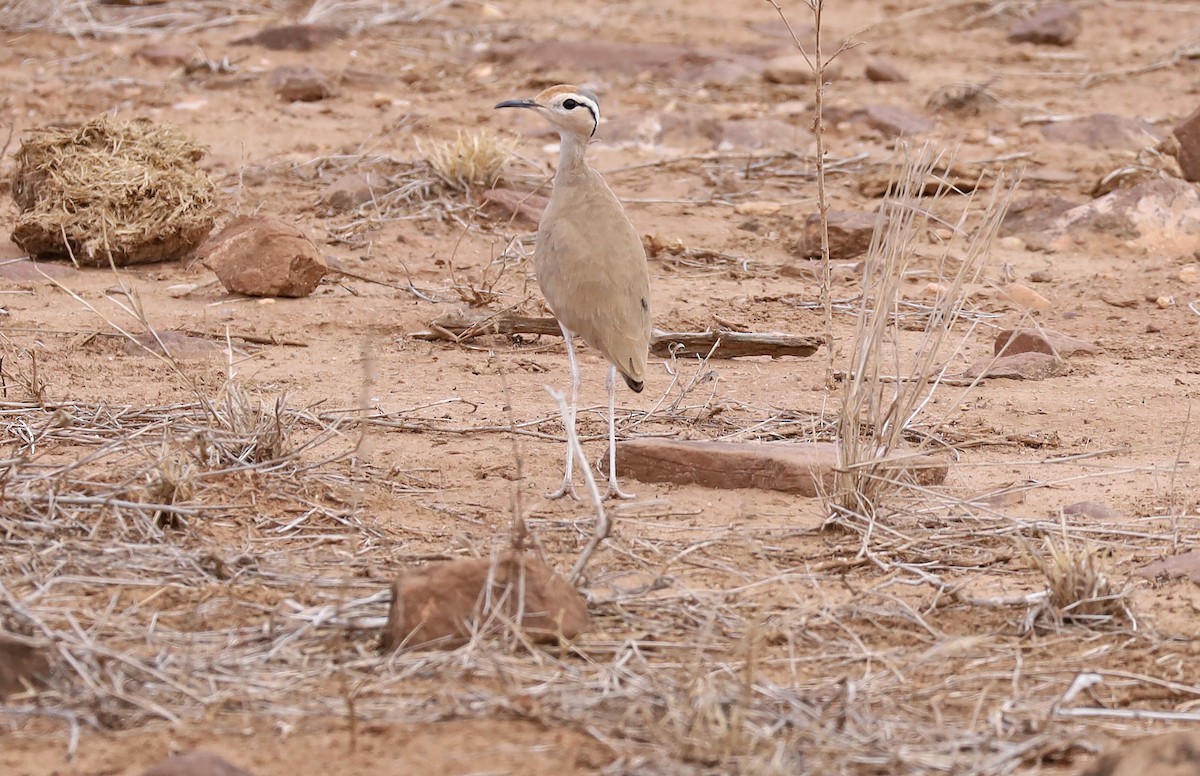 Somali Courser - ML636531356
