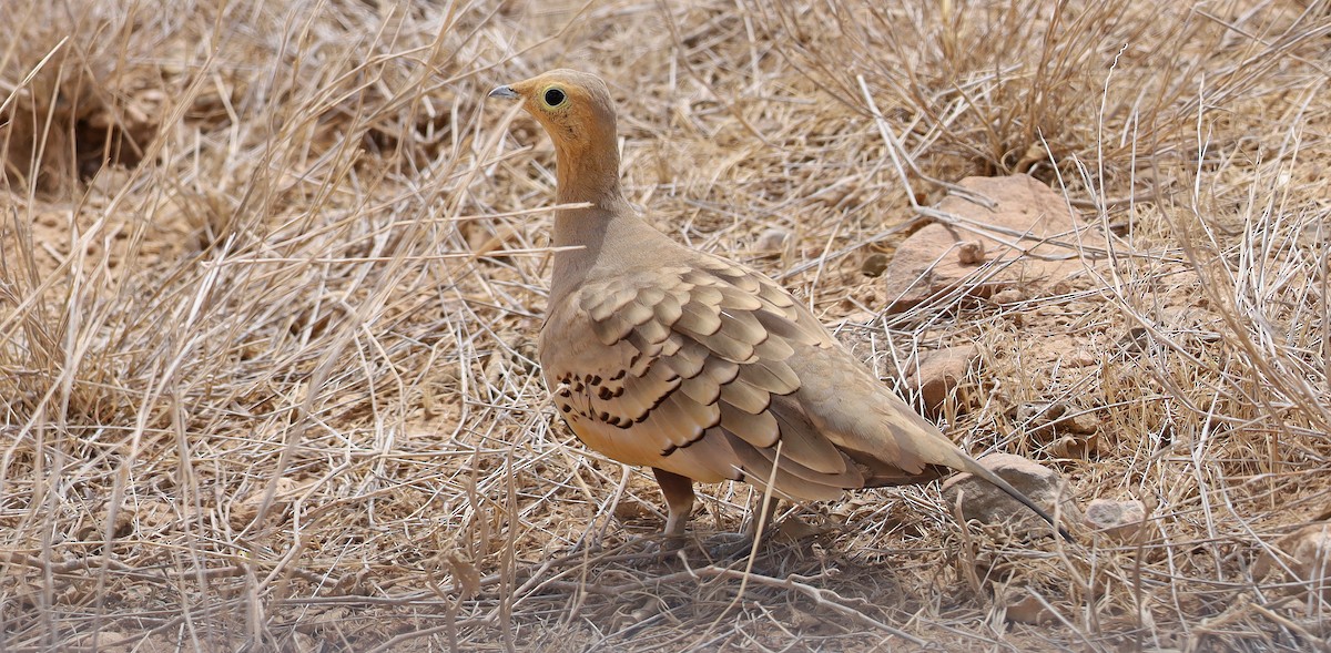 Chestnut-bellied Sandgrouse - ML636531368