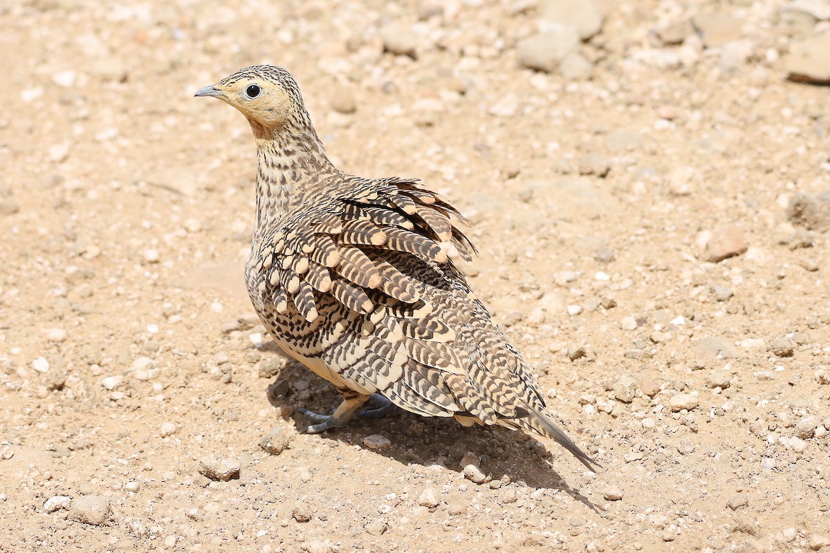Chestnut-bellied Sandgrouse - ML636531369