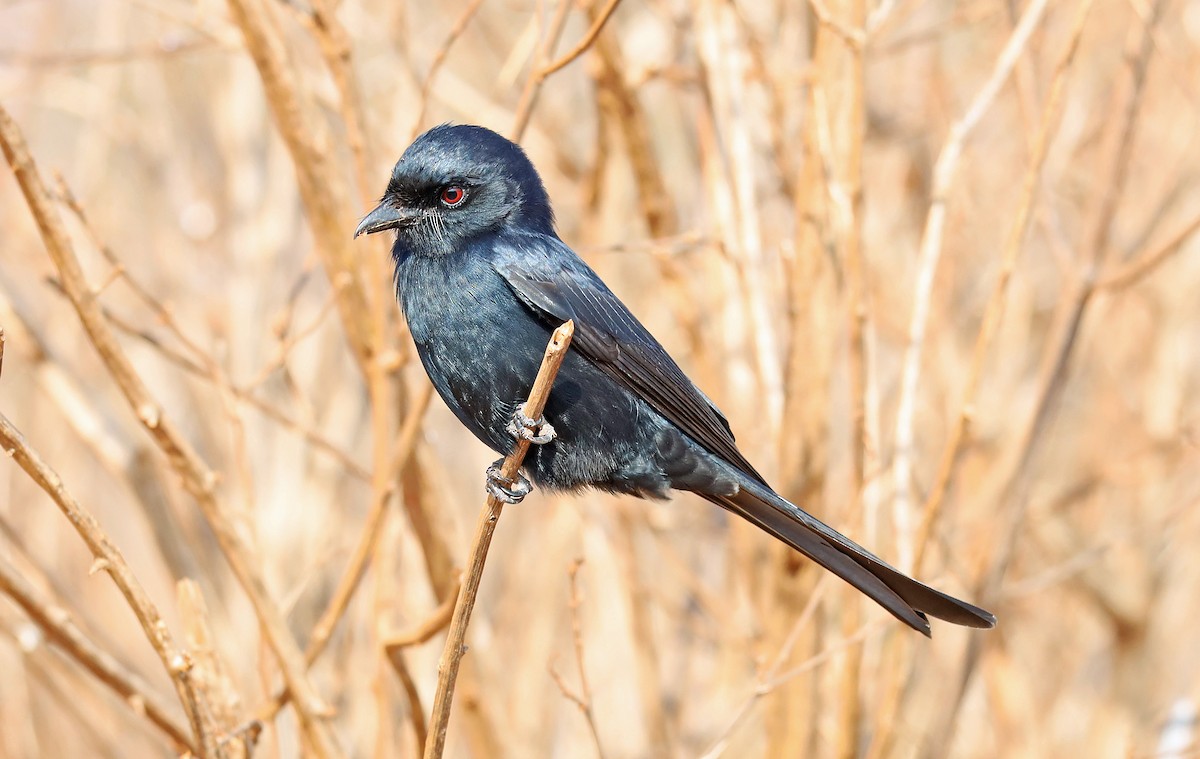 Fork-tailed Drongo - ML636531390