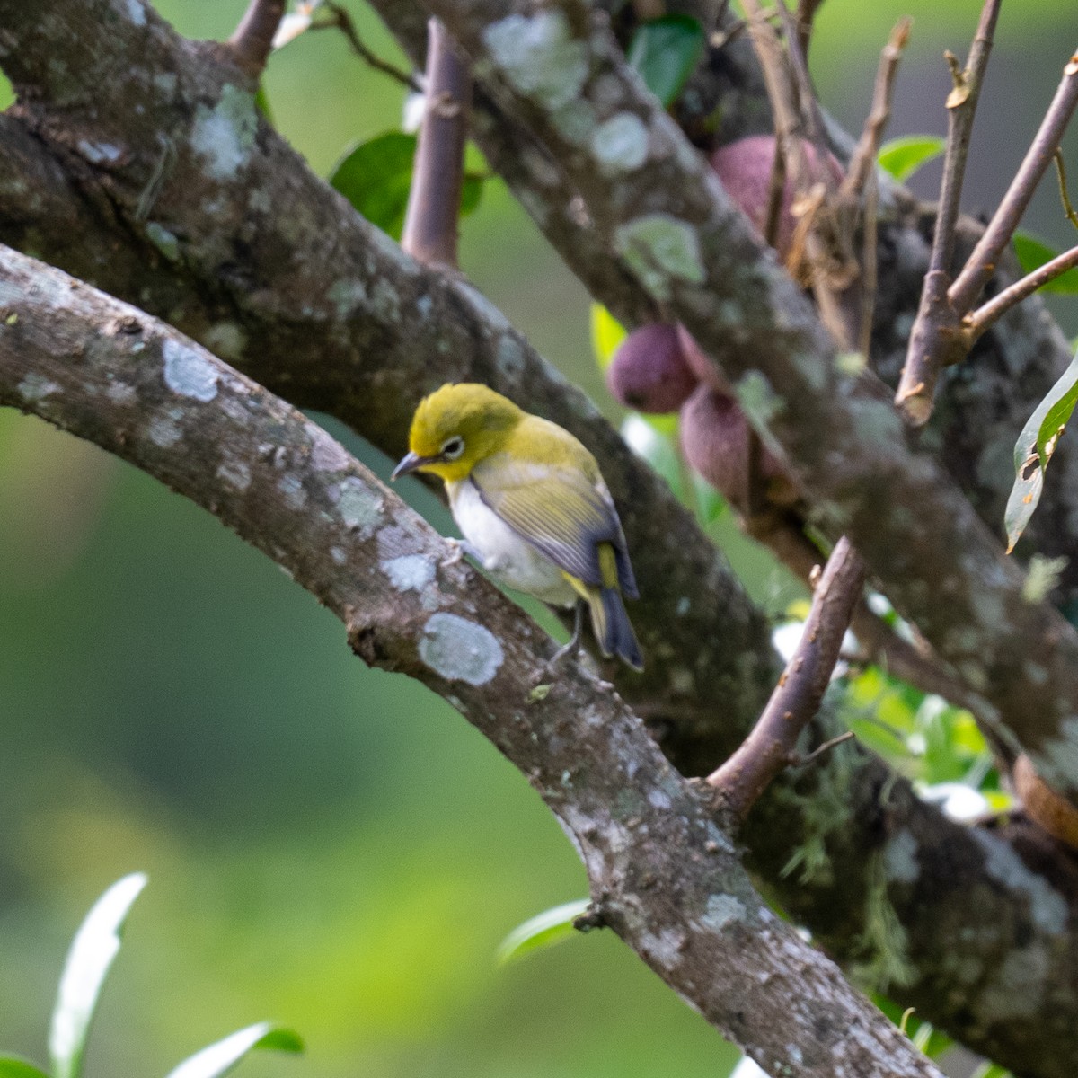Ashy-bellied White-eye - ML636531889