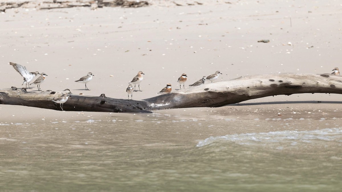 Siberian/Tibetan Sand-Plover - ML636531961