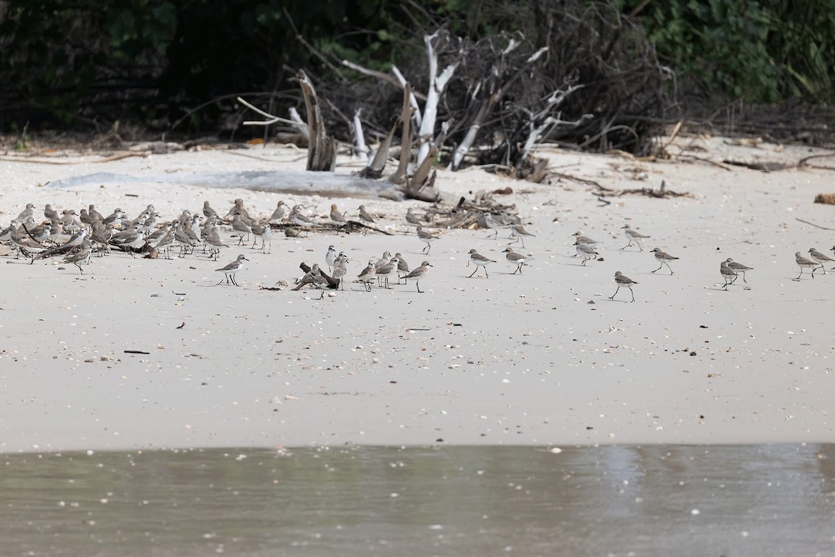 Siberian/Tibetan Sand-Plover - ML636531962
